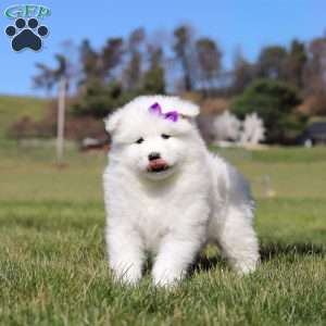 Sara, Samoyed Puppy